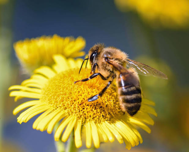 Abeille butinant une fleur